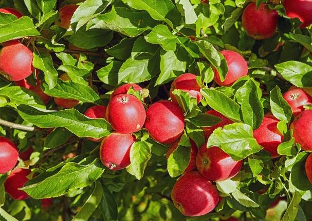 Best watermelon mint squeezy moss