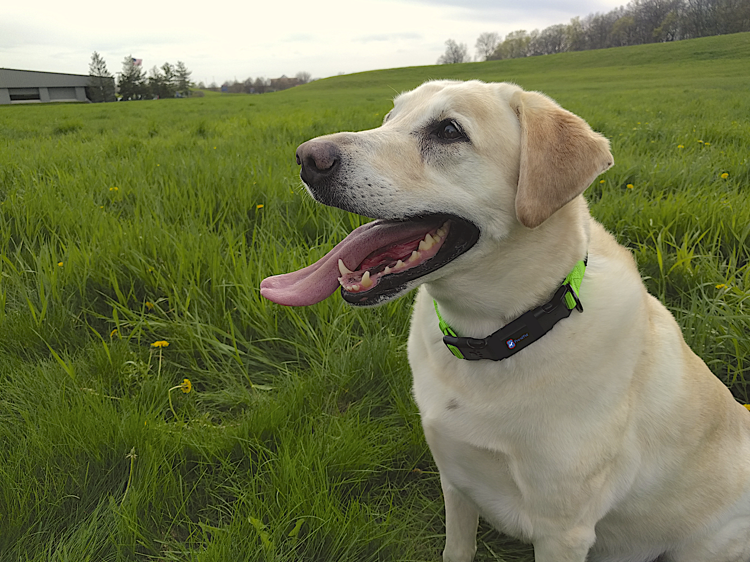 ProxiPet gallery image