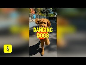 Dancing Dogs app gallery image