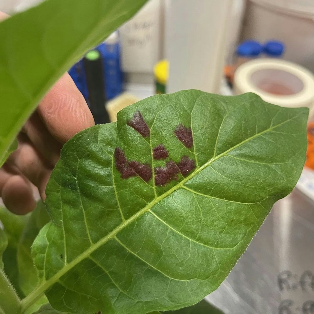 DIY Plant Genetic engineering kit