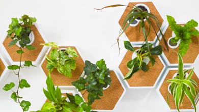 The Noku Canvas gallery image