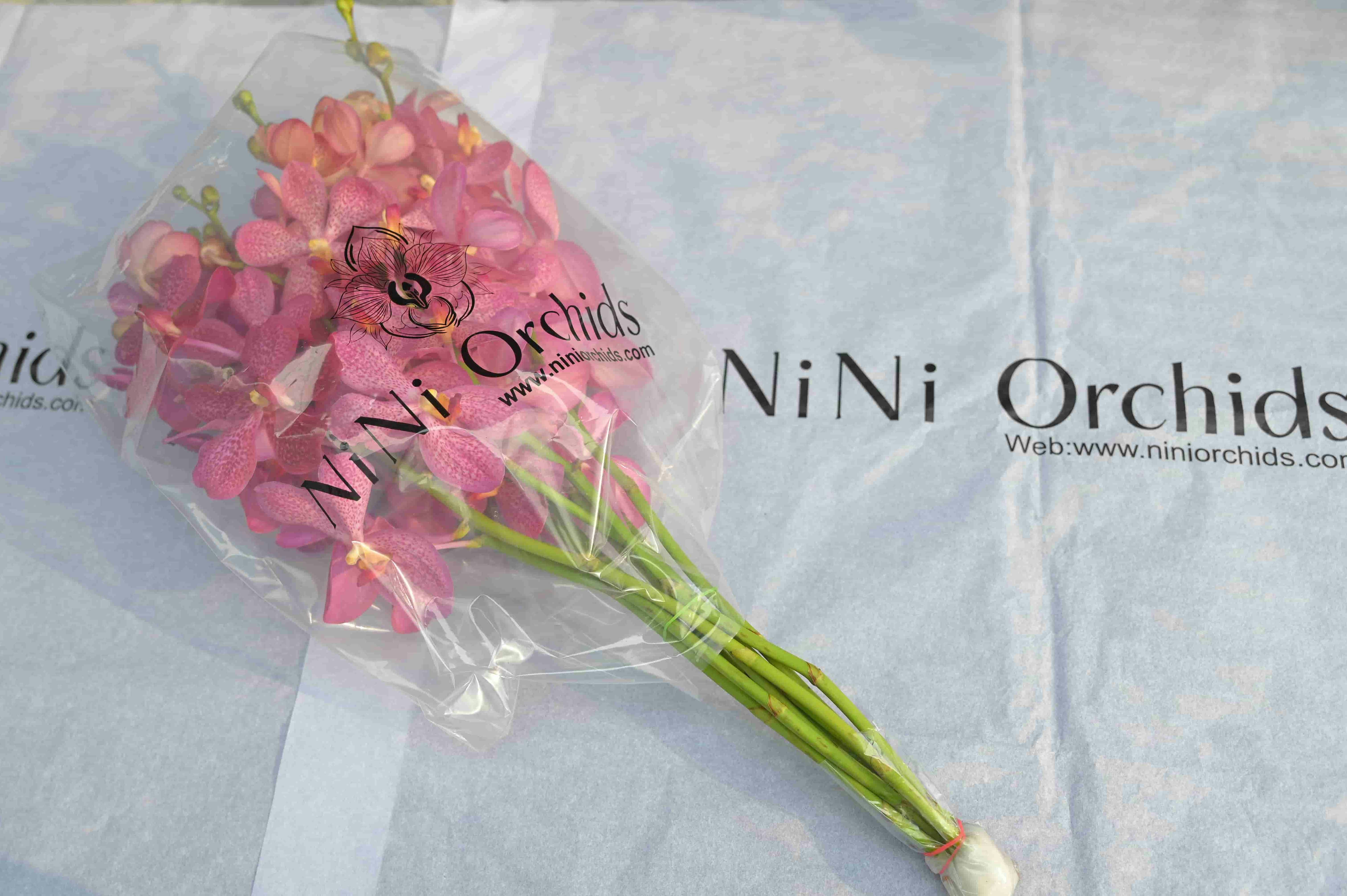 Nini Orchids