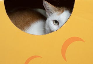 Cat in the Box gallery image