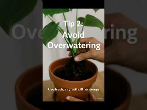 Plant Problem Diagnosis gallery image