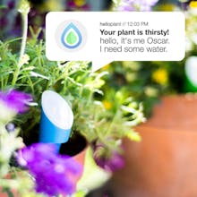 helloplant gallery image