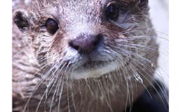 Send Otter Love media 2