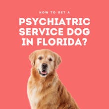 Psychiatric Service Dog Letter Florida gallery image
