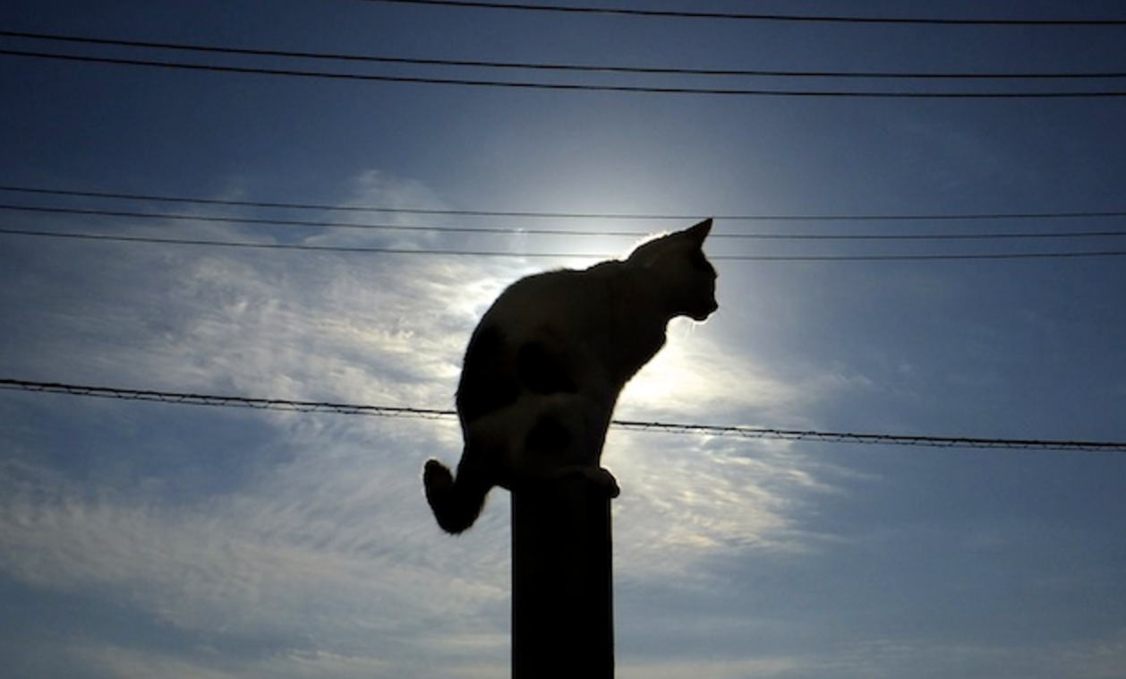How to watch the solar eclipse today 🌔🐱
