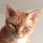Feline Finder