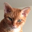 Feline Finder