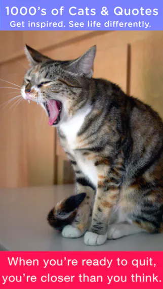 Cats & Quotes