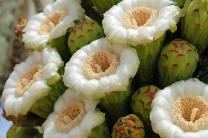 Saguaro Blossom