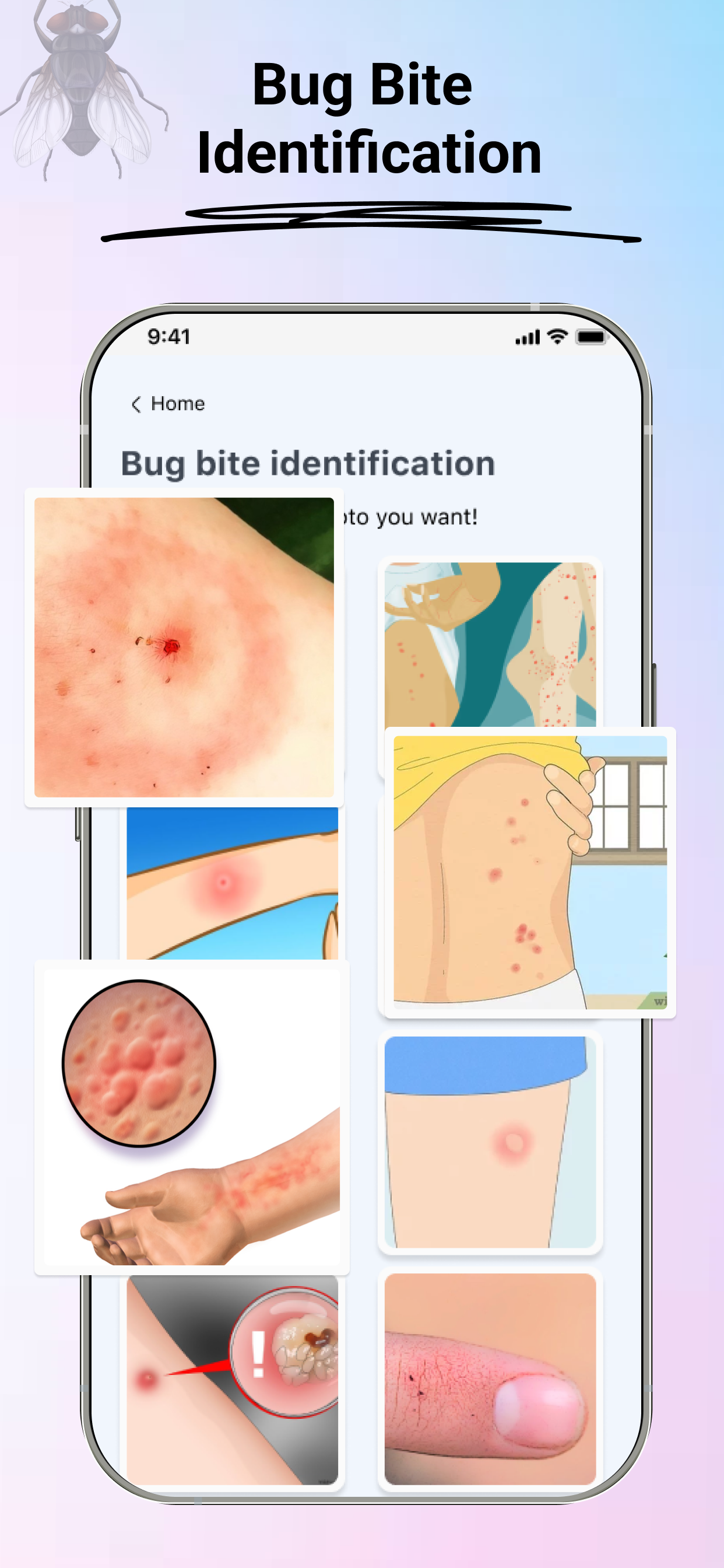 Insect -identificatie: bugvinder media 2