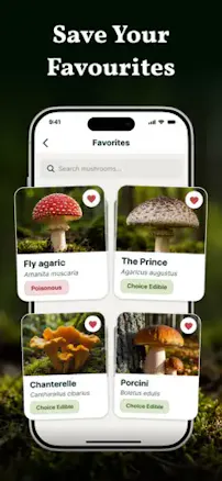 Mushroom Identifier By Picture gallery image