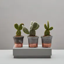 Fovnd gallery image