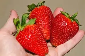 Chandler Strawberry Plants gallery image