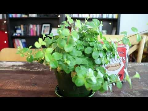 Plantr gallery image