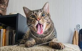 Cat As A Service (CATAAS) gallery image