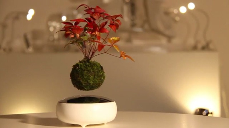 Air Bonsai gallery image
