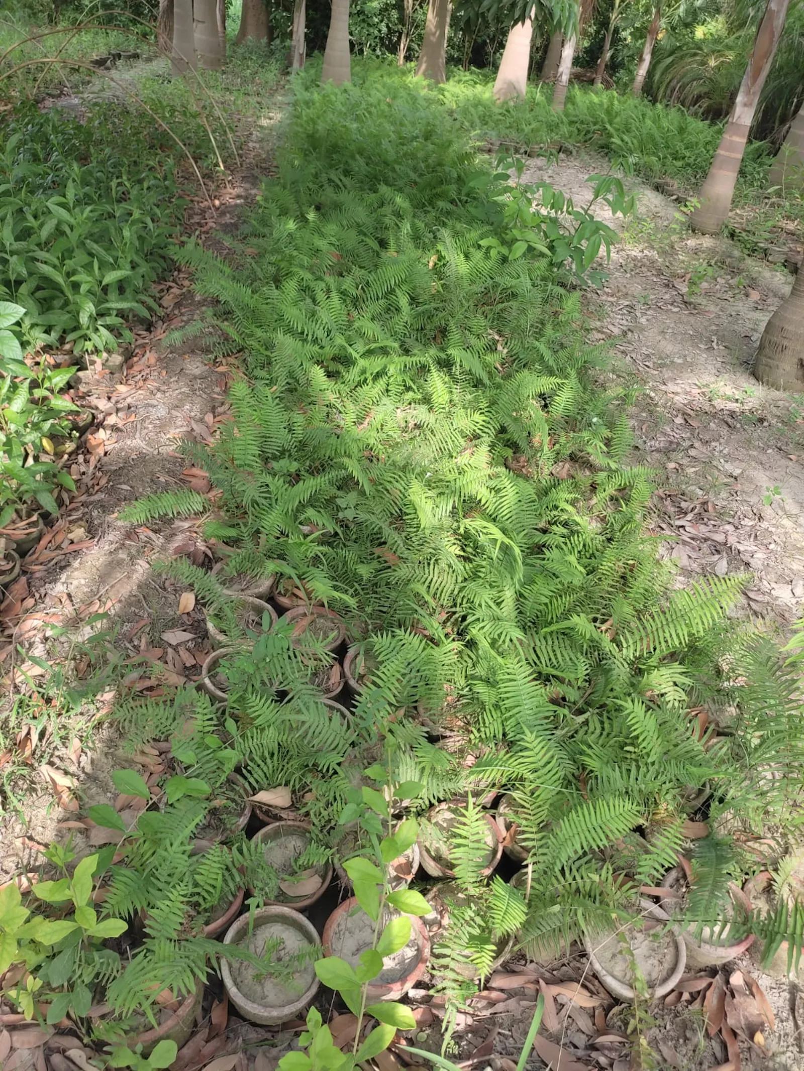 faizannursery screenshot 5