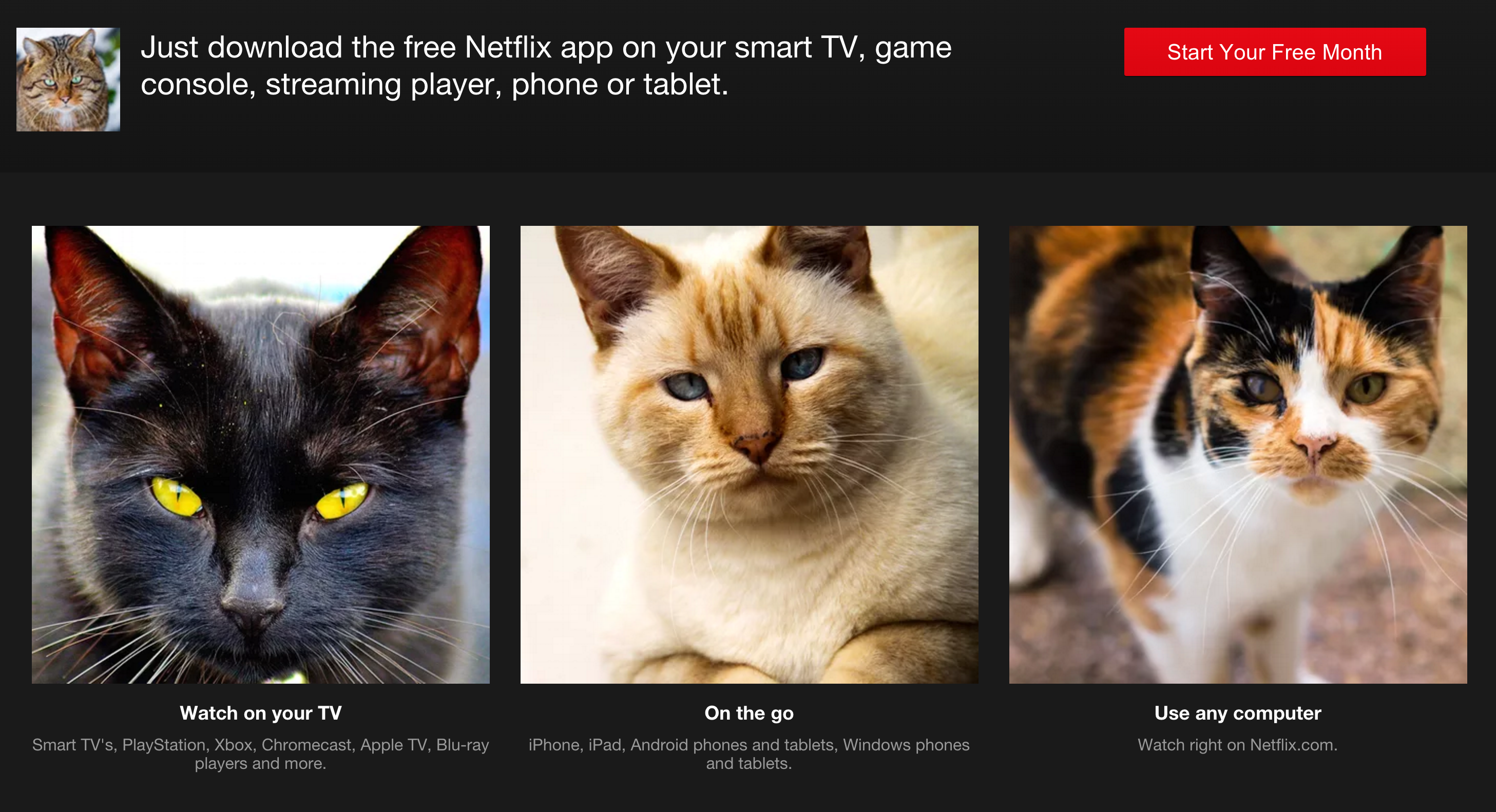 Meow Voyage gallery image