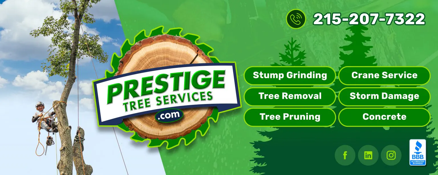 Tree Care and Other Tree Essentials