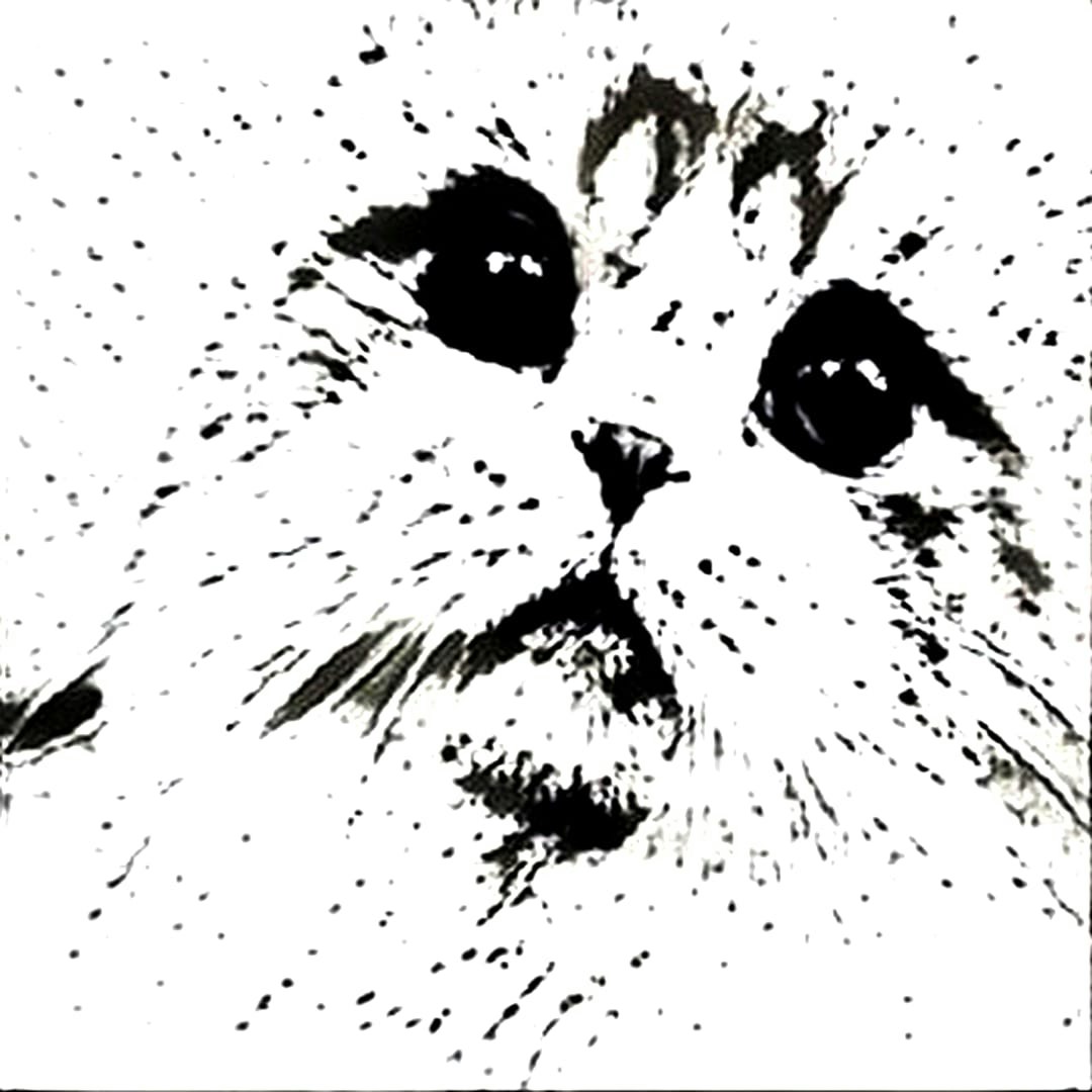 RariCats 1000 Video NFTs Collection gallery image