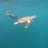 Snorkeling Gili Trawangan