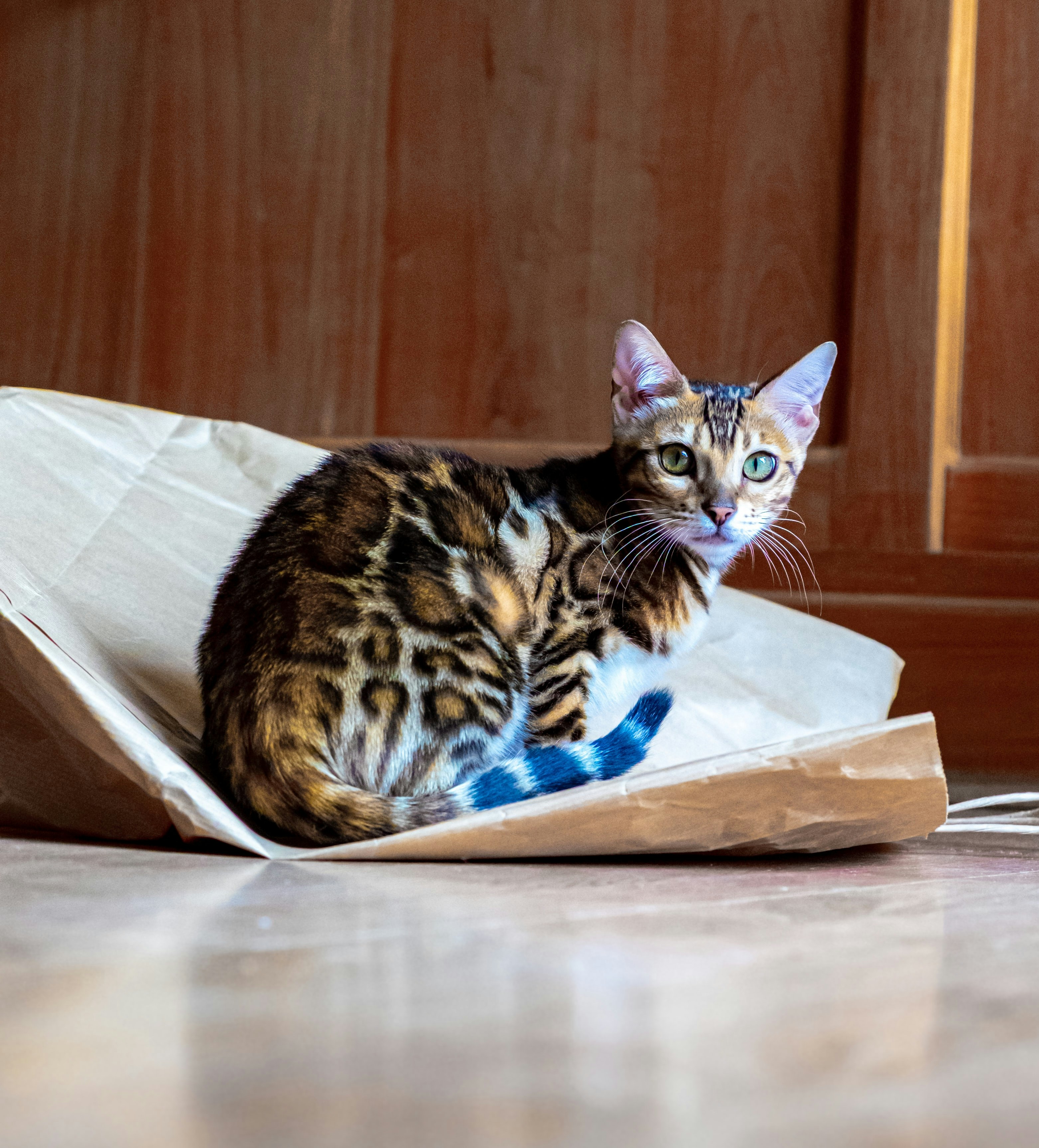 Anak kucing Parsi untuk dijual media 1