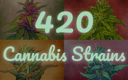 Cannabis NFTs media 1