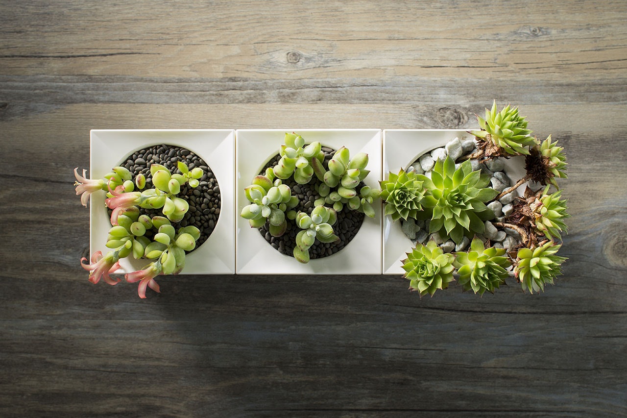 LeGrow gallery image