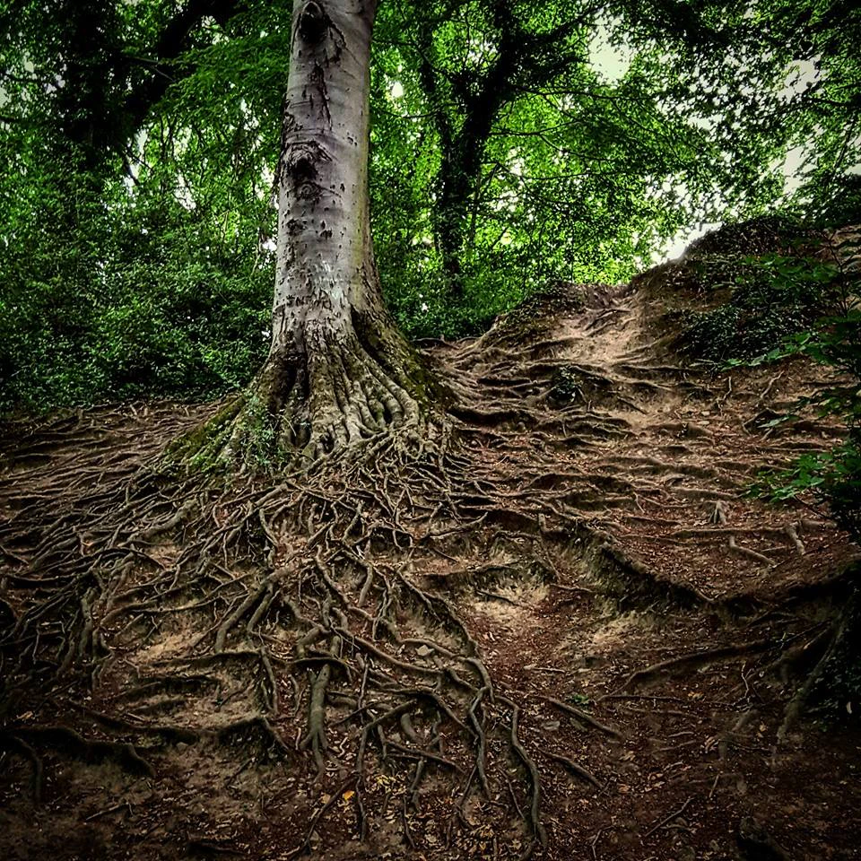 Graham Ó Maonaigh cover