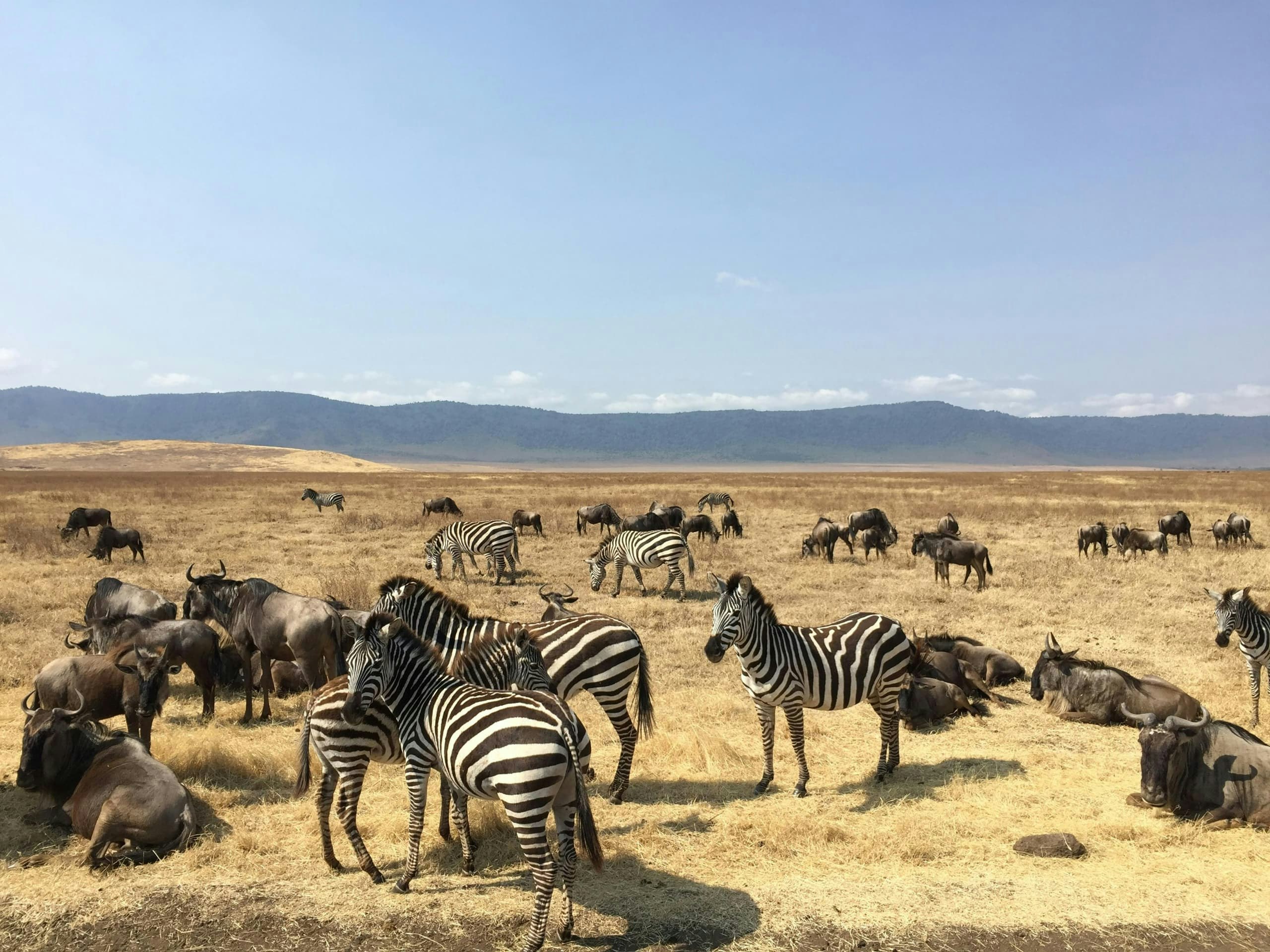 Africantrust Safari gallery image