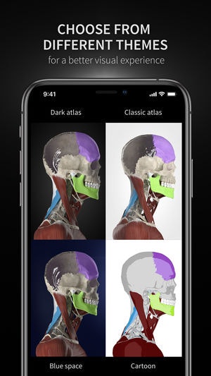 Anatomyka gallery image