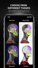 Anatomyka gallery image