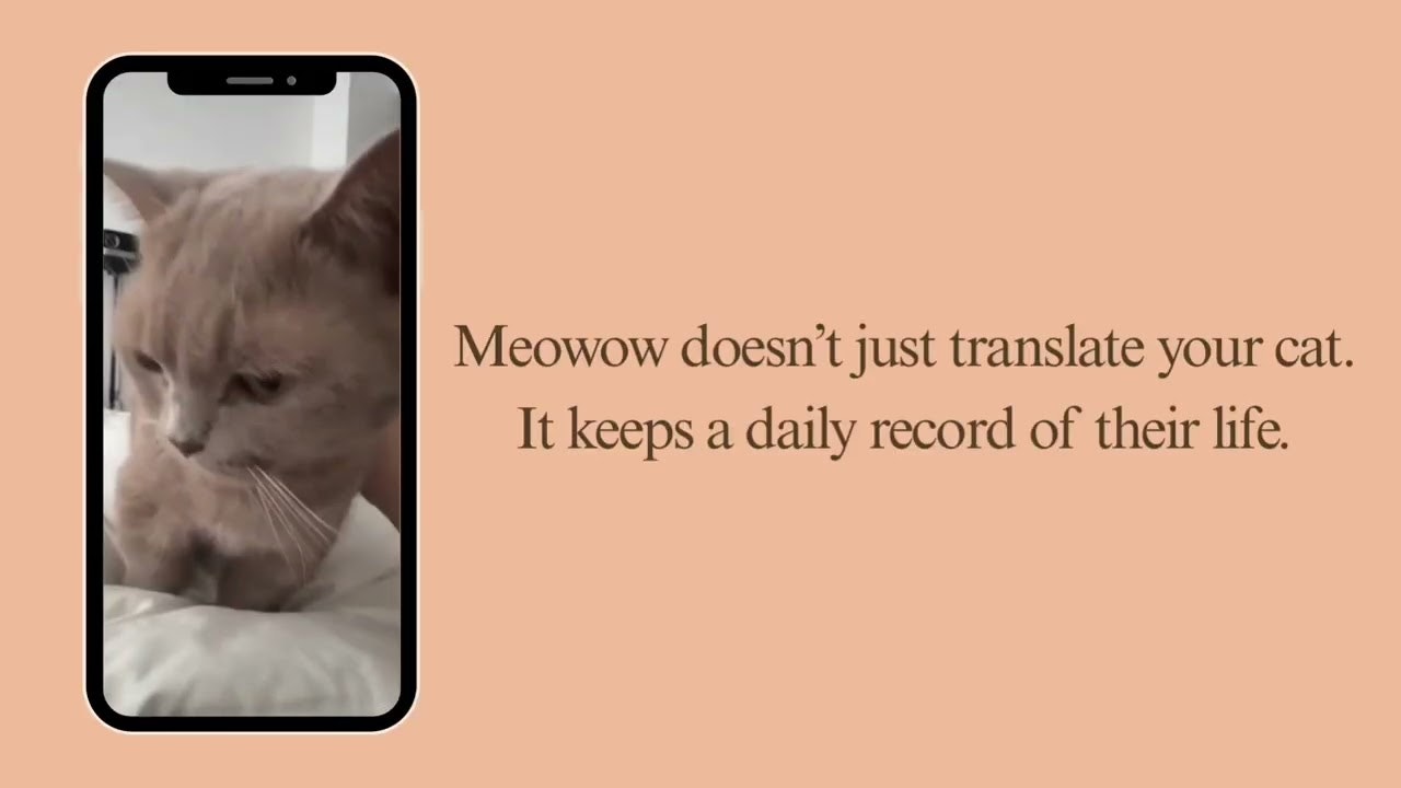 Meowow gallery image