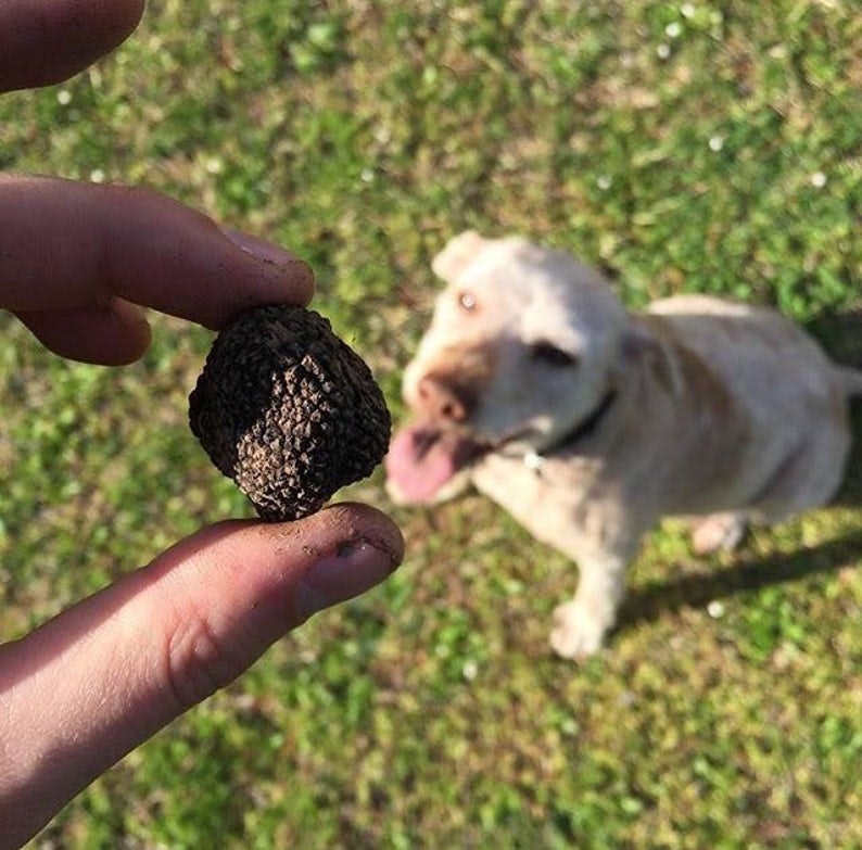 Foraged gallery image