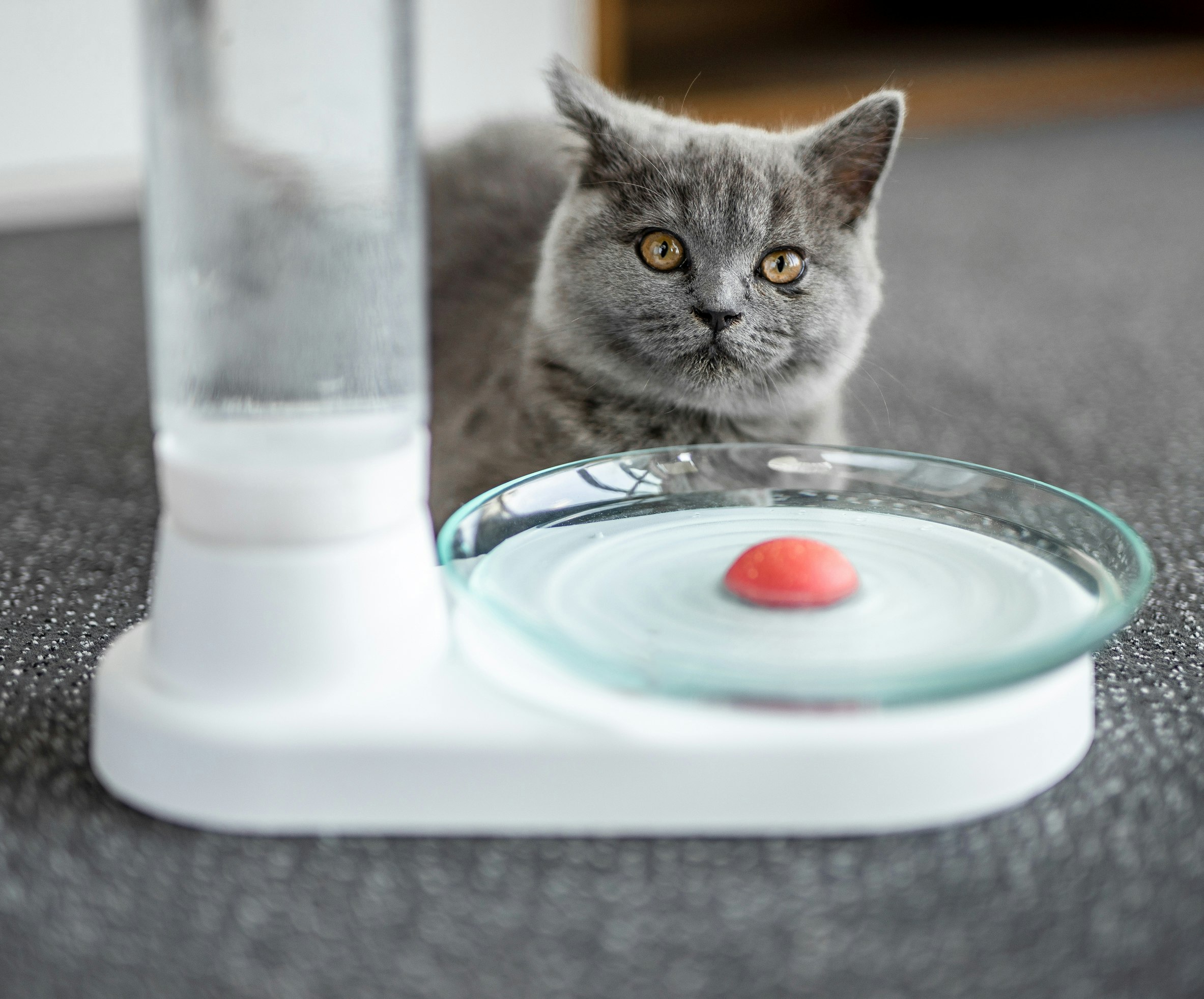 KittySpring gallery image