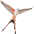 Wingspan