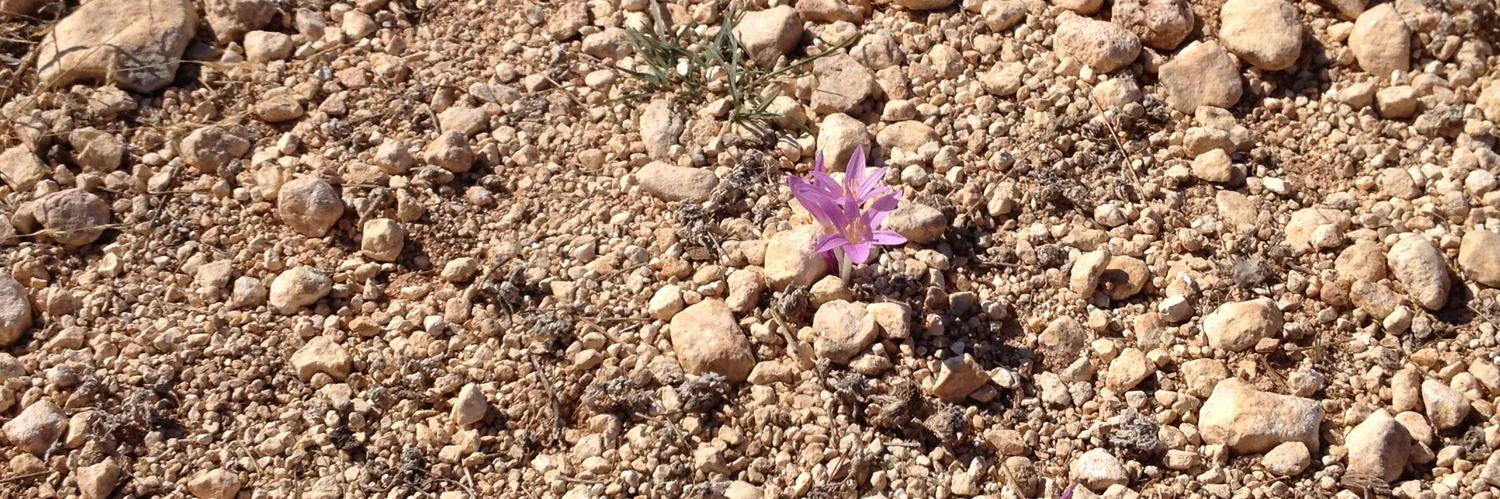 Elena Shkarubo cover