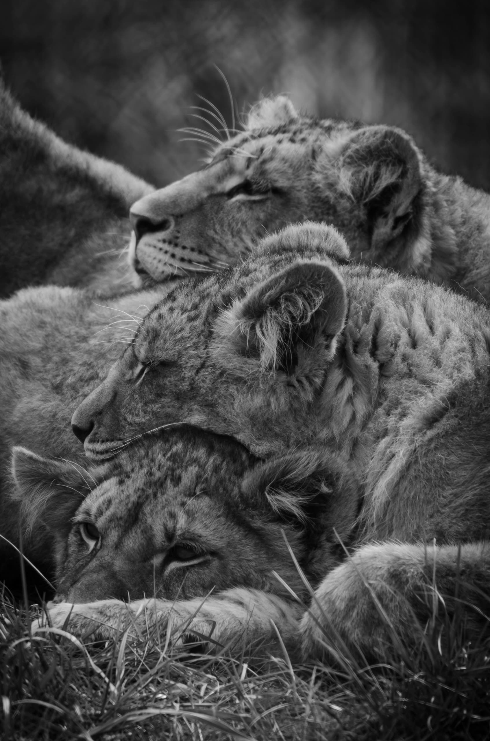 Africantrust Safari gallery image