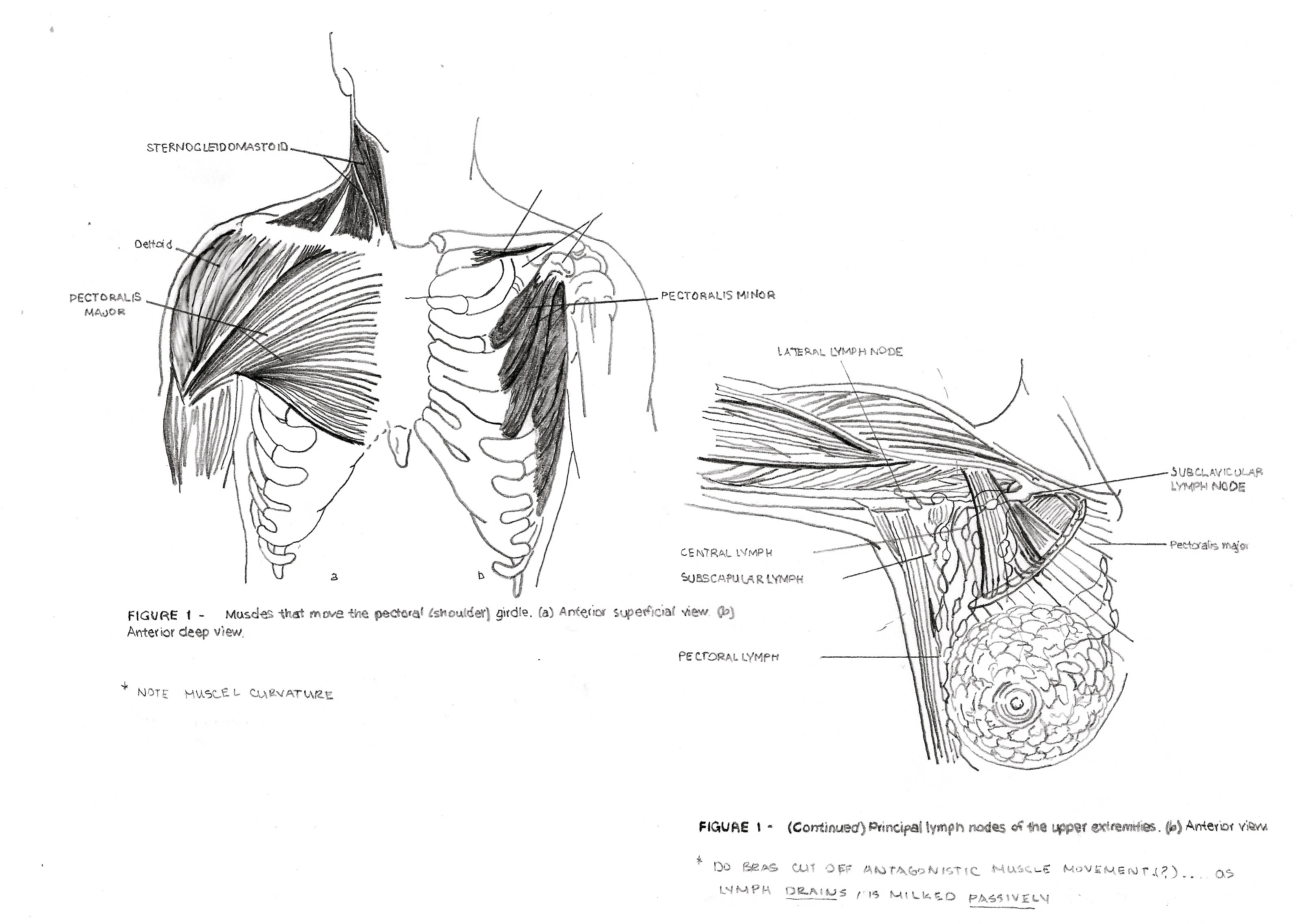 Bare' - Your Second Skin