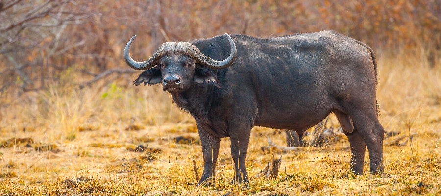 Africantrust Safari gallery image