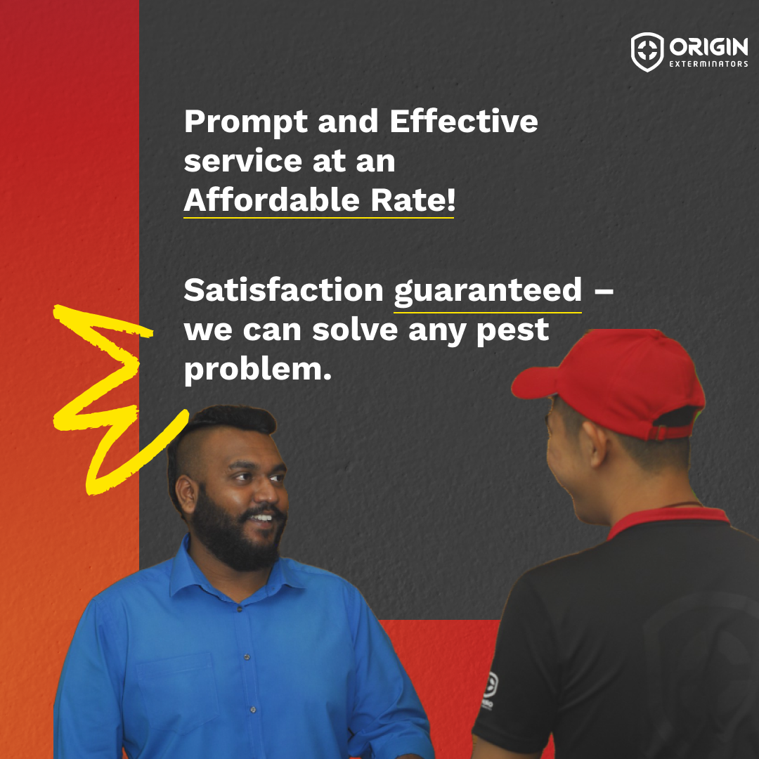 Pest Control Services Singapore gallery image