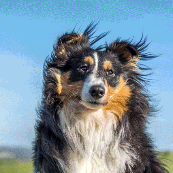 Removal.ai Product Hunt Thumbnail