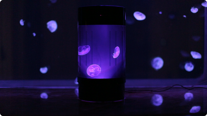 Jellyfish Aquarium