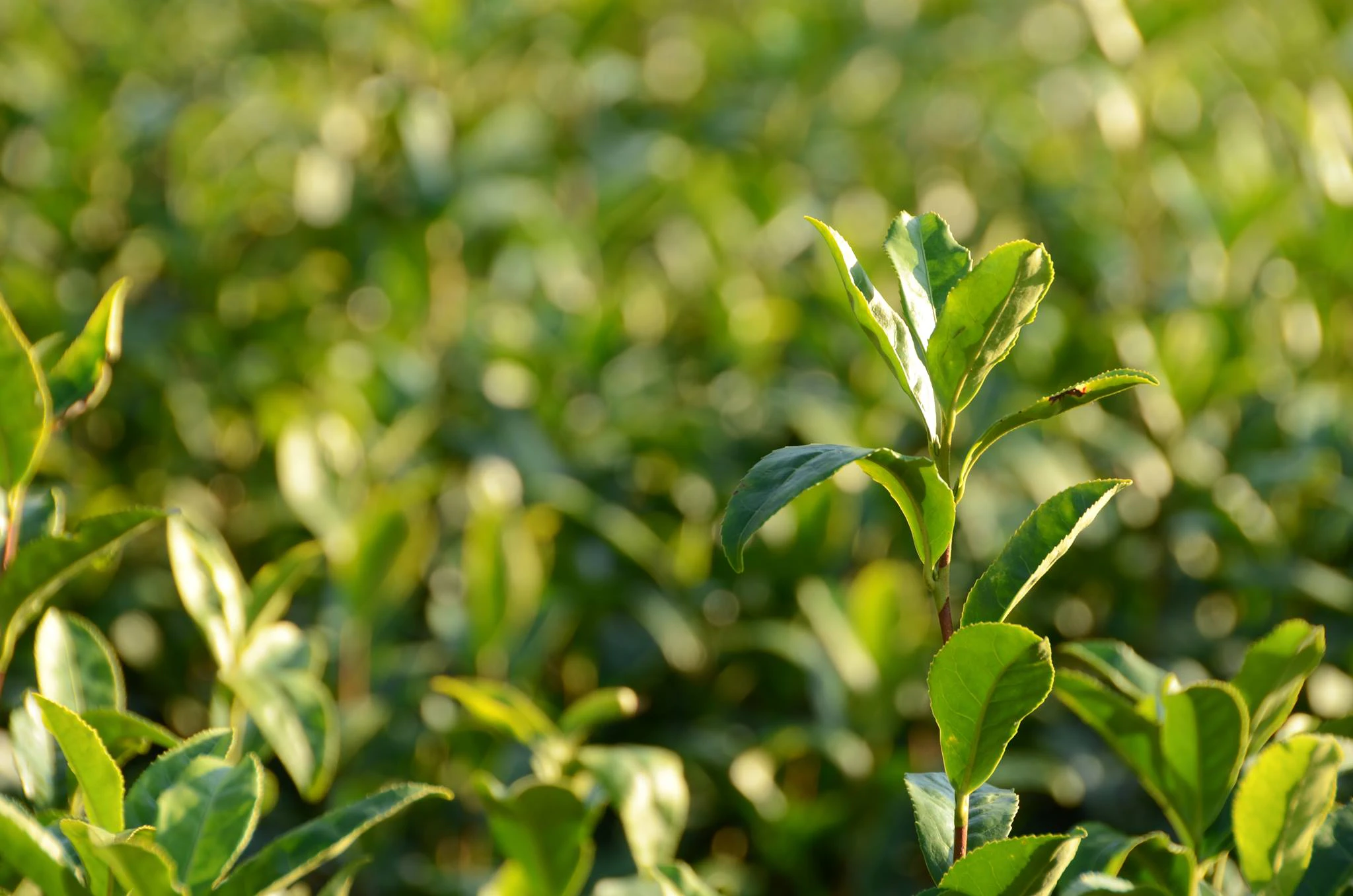 Marc St Raymond cover