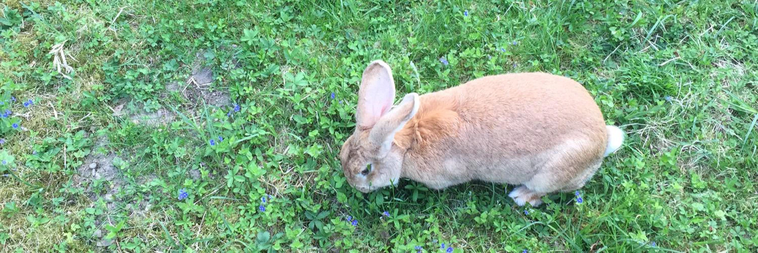 Sebastian Knopp【ツ】 cover