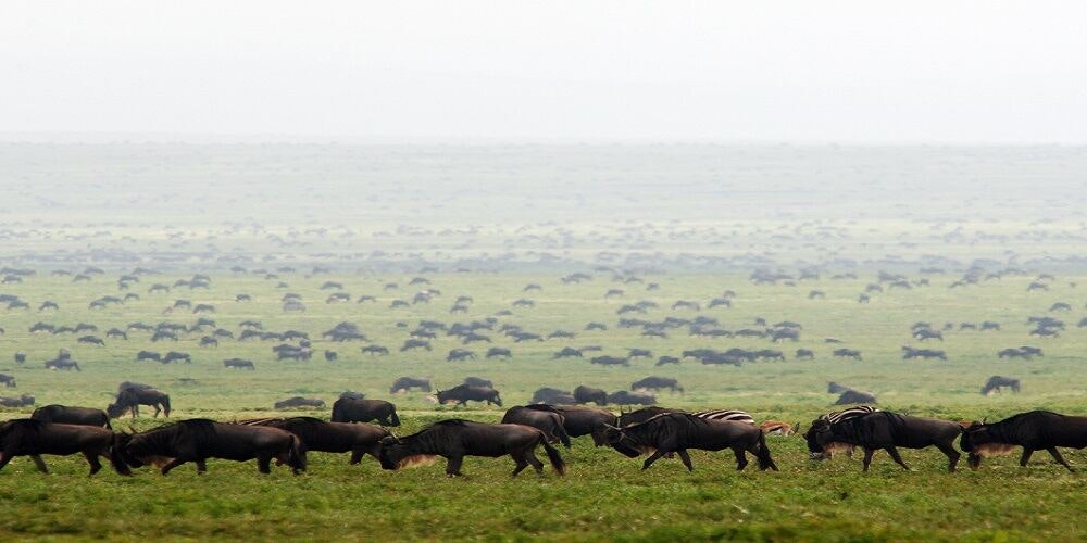 Africantrust Safari gallery image