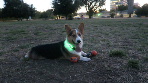 HALO BELT gallery image